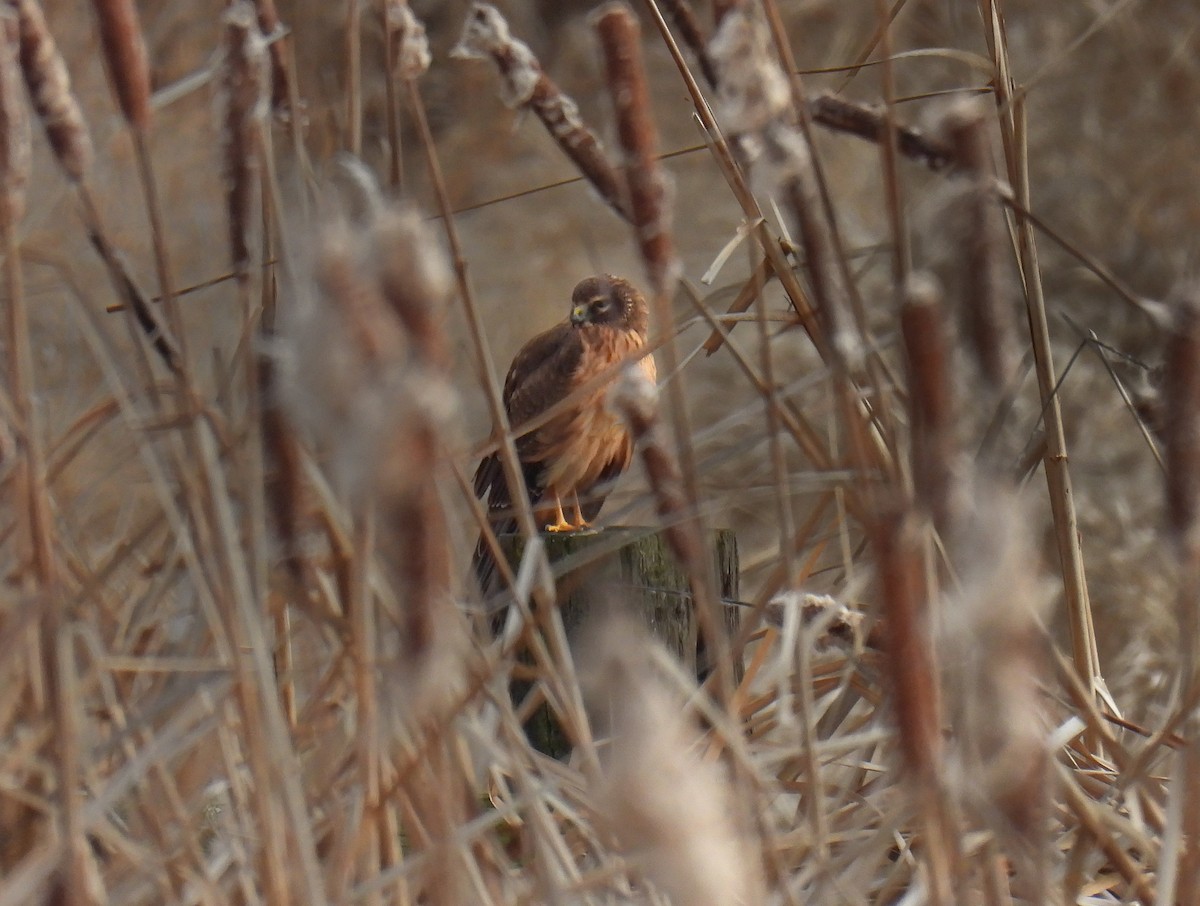 Northern Harrier - ML613367353