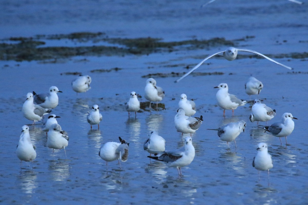 Bonaparte's Gull - ML613367383