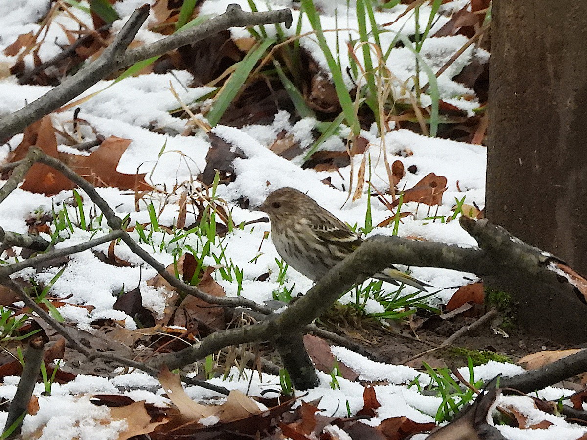 Pine Siskin - ML613367458