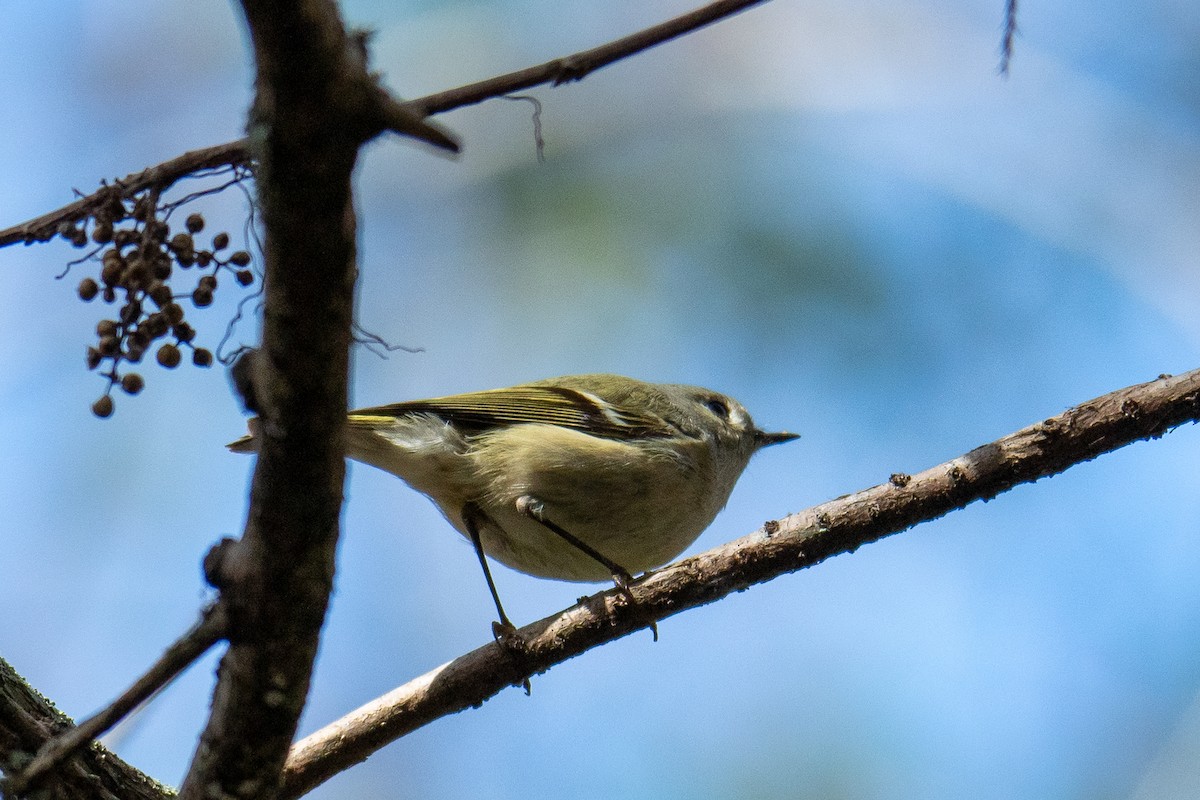 Ruby-crowned Kinglet - Kathy S. Prindle