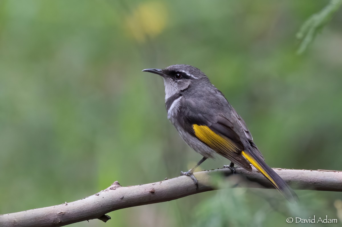 Crescent Honeyeater - ML613367686