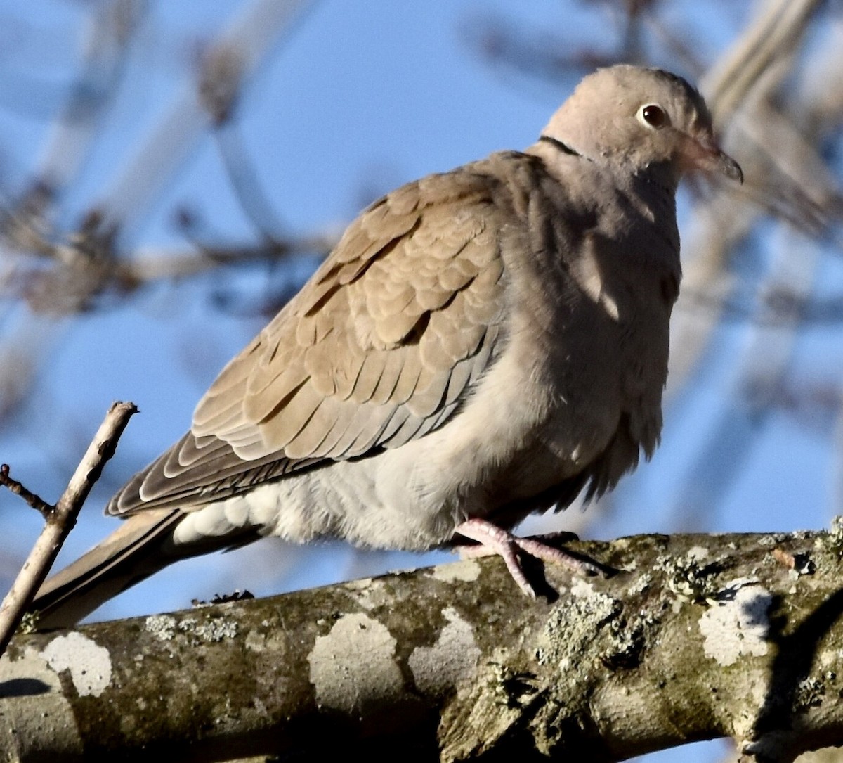 Eurasian Collared-Dove - ML613367699