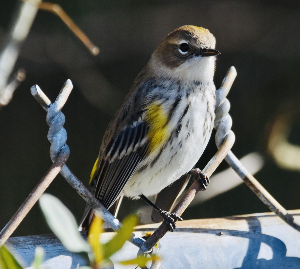 Yellow-rumped Warbler - Jason C. Martin