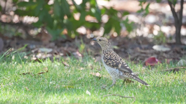 Spotted Bowerbird - ML613367828