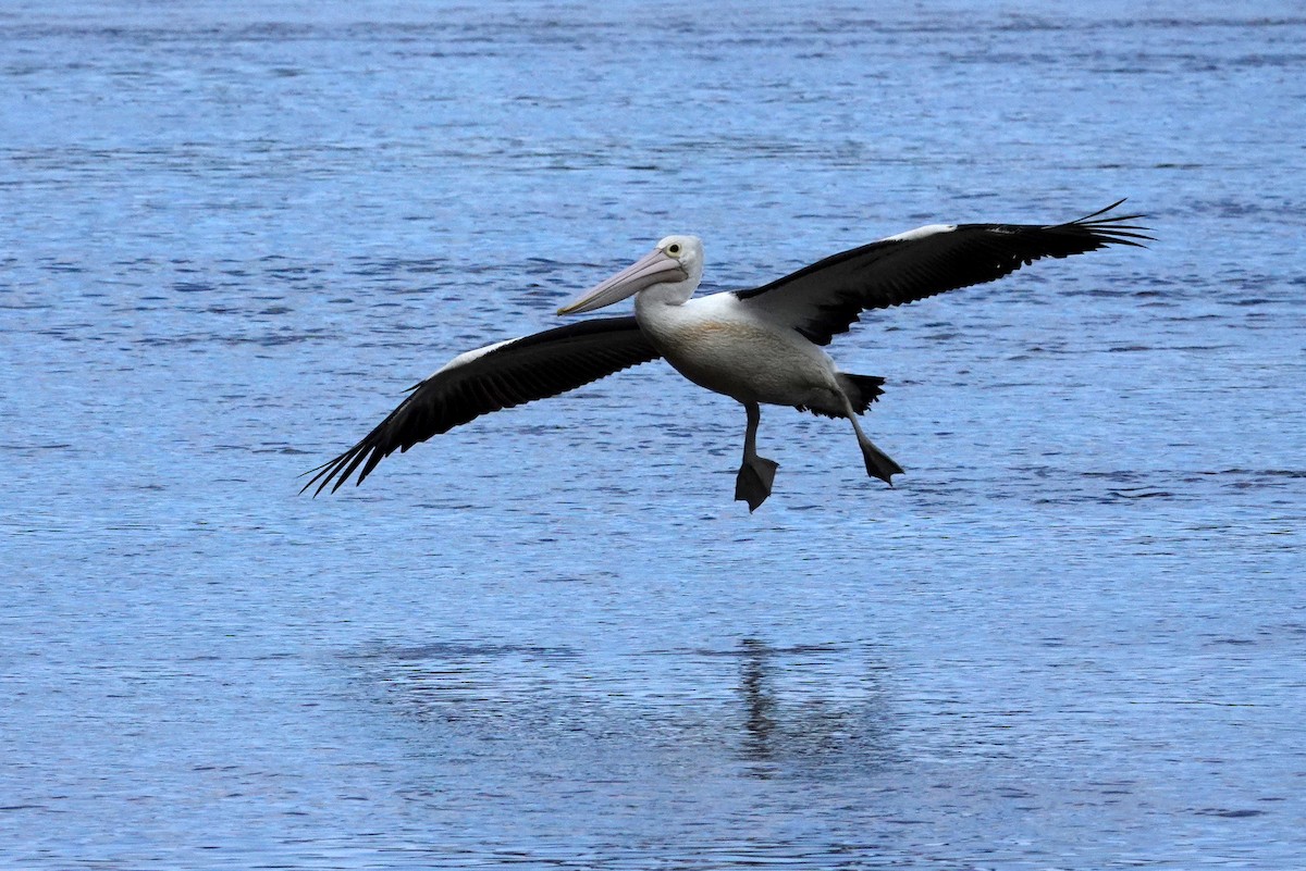 Australian Pelican - ML613367862