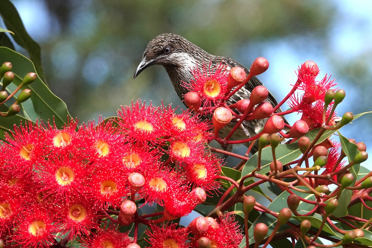 Little Wattlebird - ML613367916