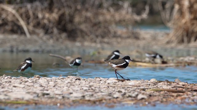 Red-kneed Dotterel - ML613367935