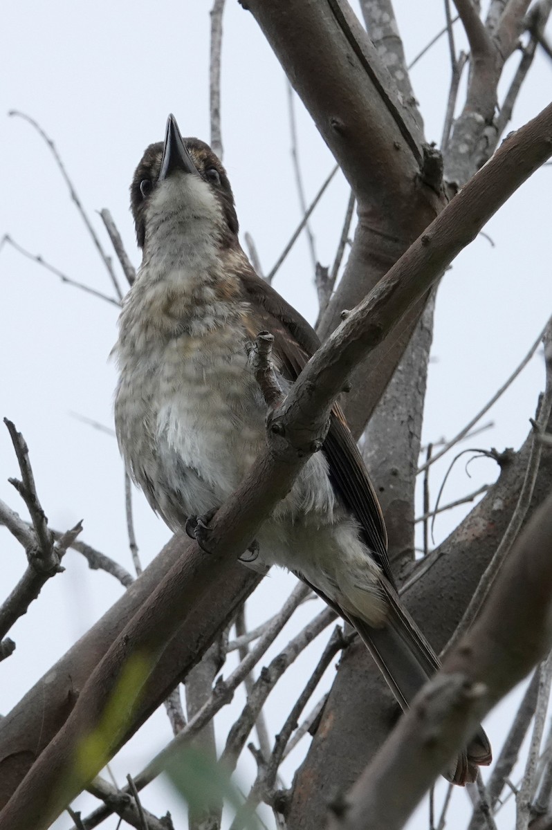 Gray Butcherbird - ML613367943