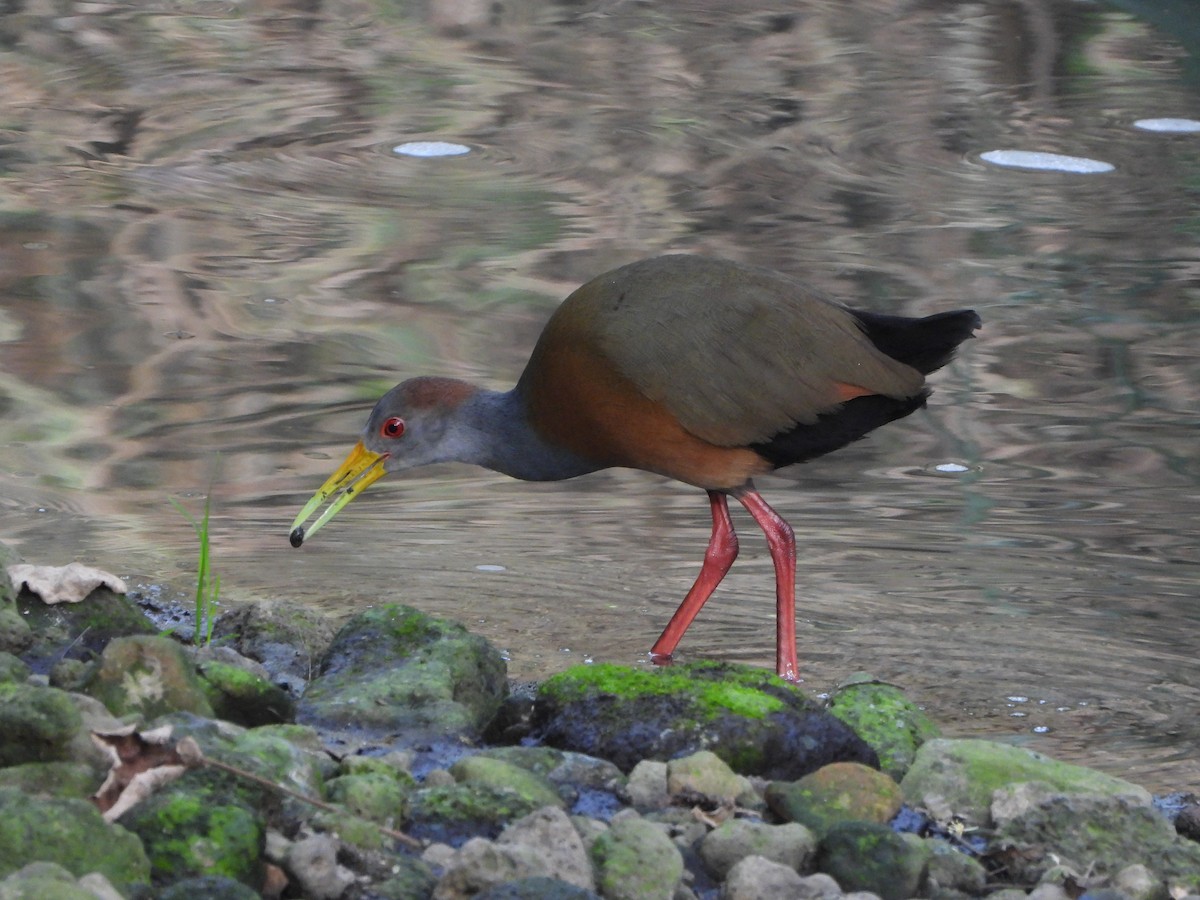 Russet-naped Wood-Rail - ML613368065