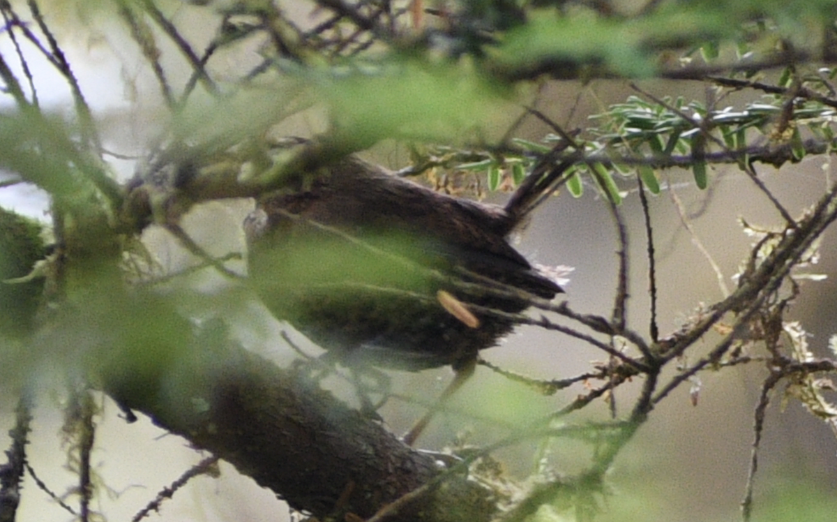 Pacific Wren - ML613368081