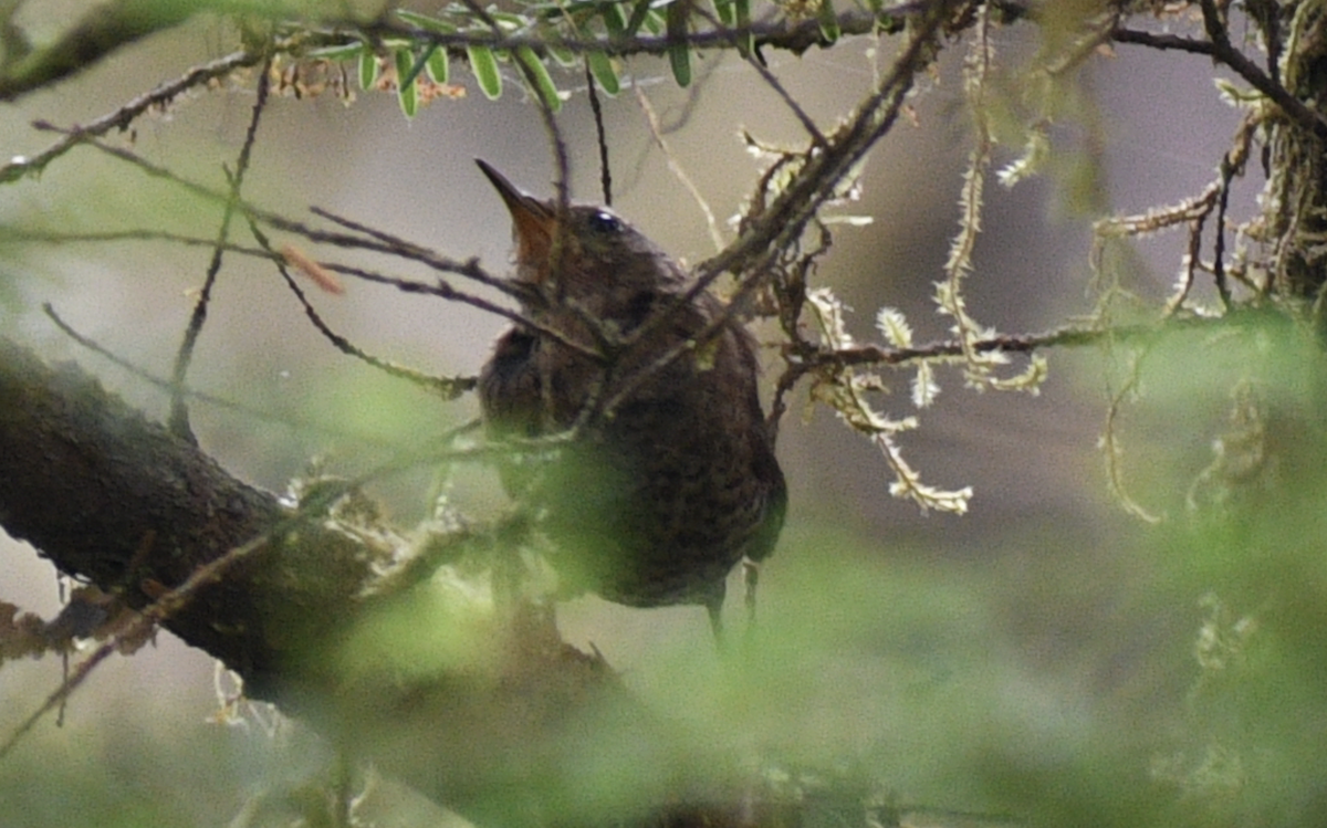 Pacific Wren - ML613368082