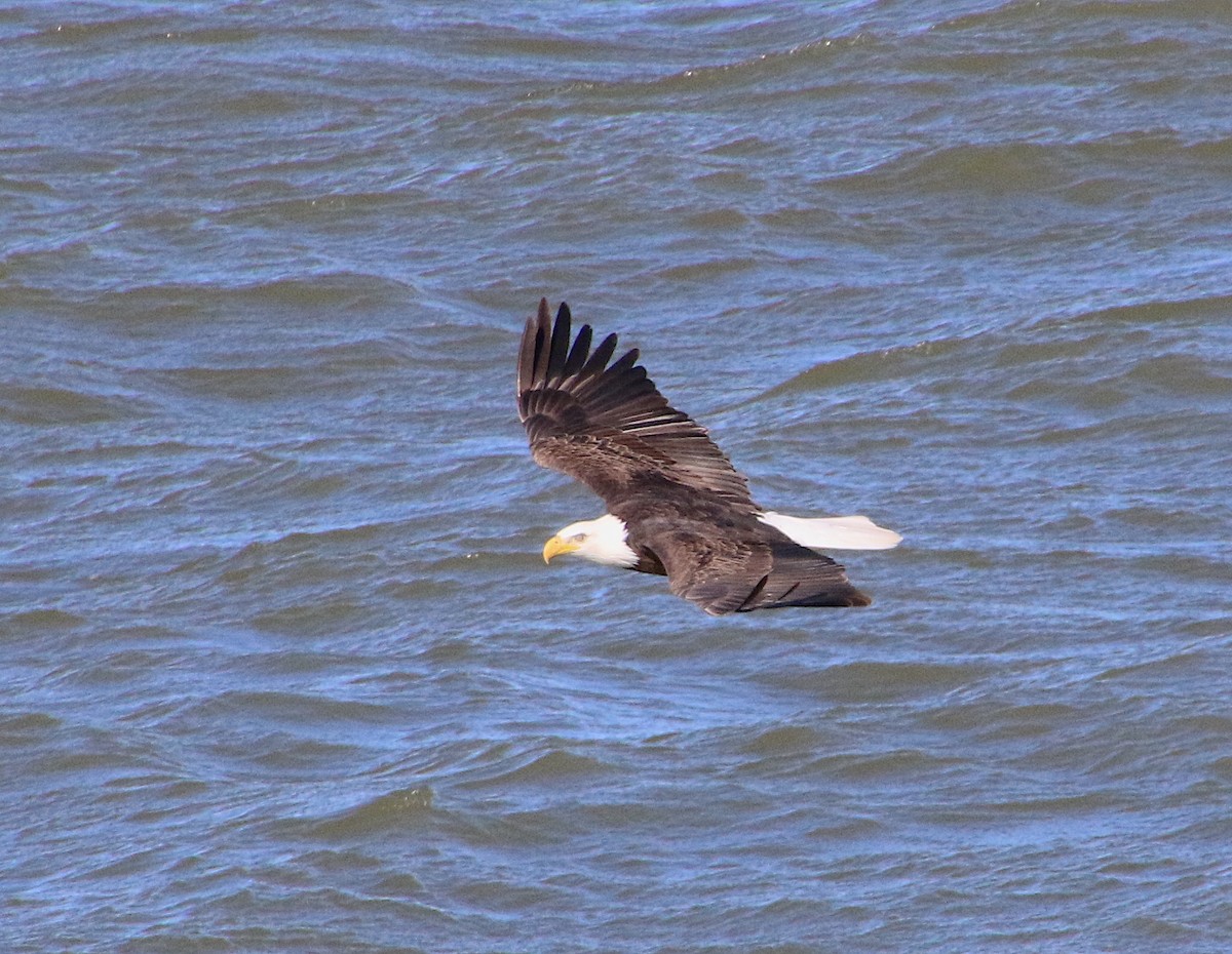 Bald Eagle - Lynn Wysocki-Smith