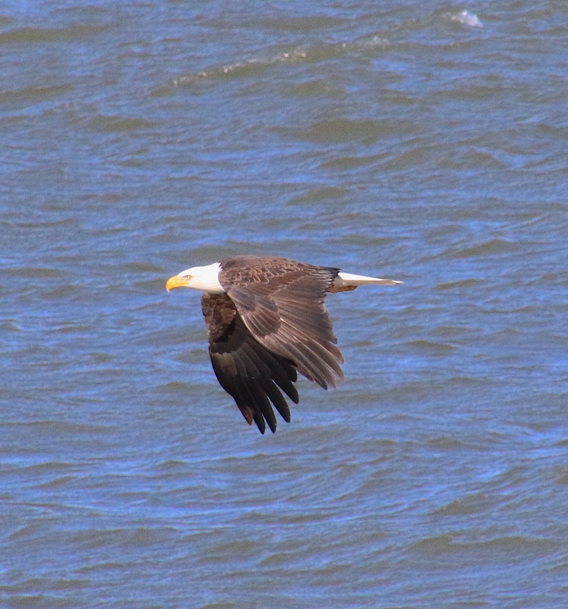 Bald Eagle - Lynn Wysocki-Smith