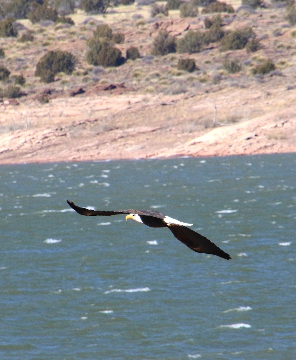 Bald Eagle - Lynn Wysocki-Smith