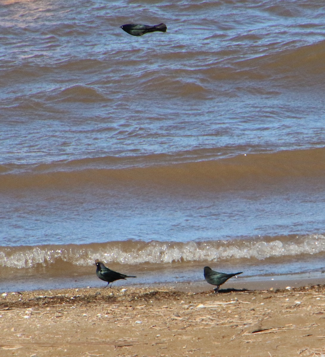 Brewer's Blackbird - Lynn Wysocki-Smith