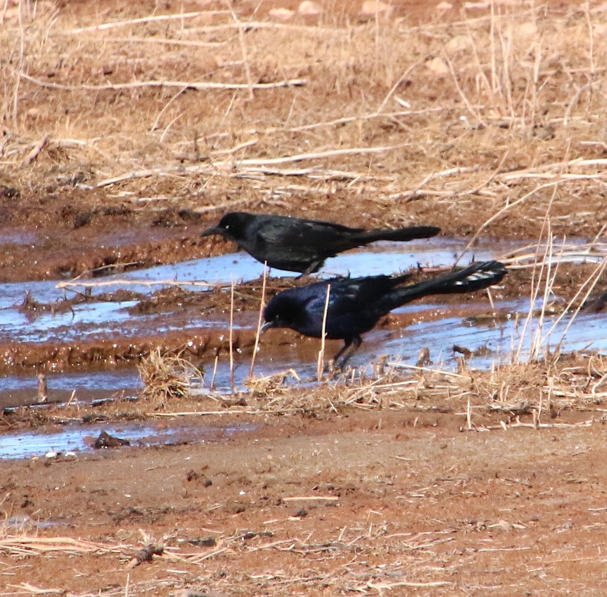 Great-tailed Grackle - Lynn Wysocki-Smith