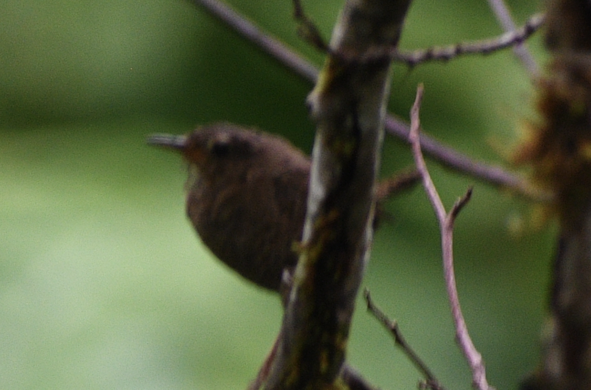 Pacific Wren - ML613368155