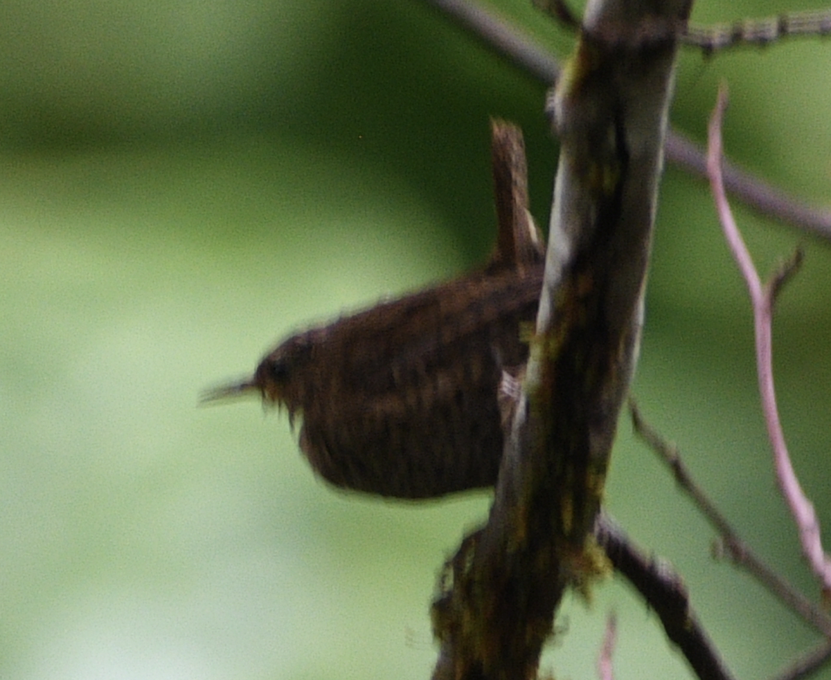 Pacific Wren - Andy McGeoch 🦆