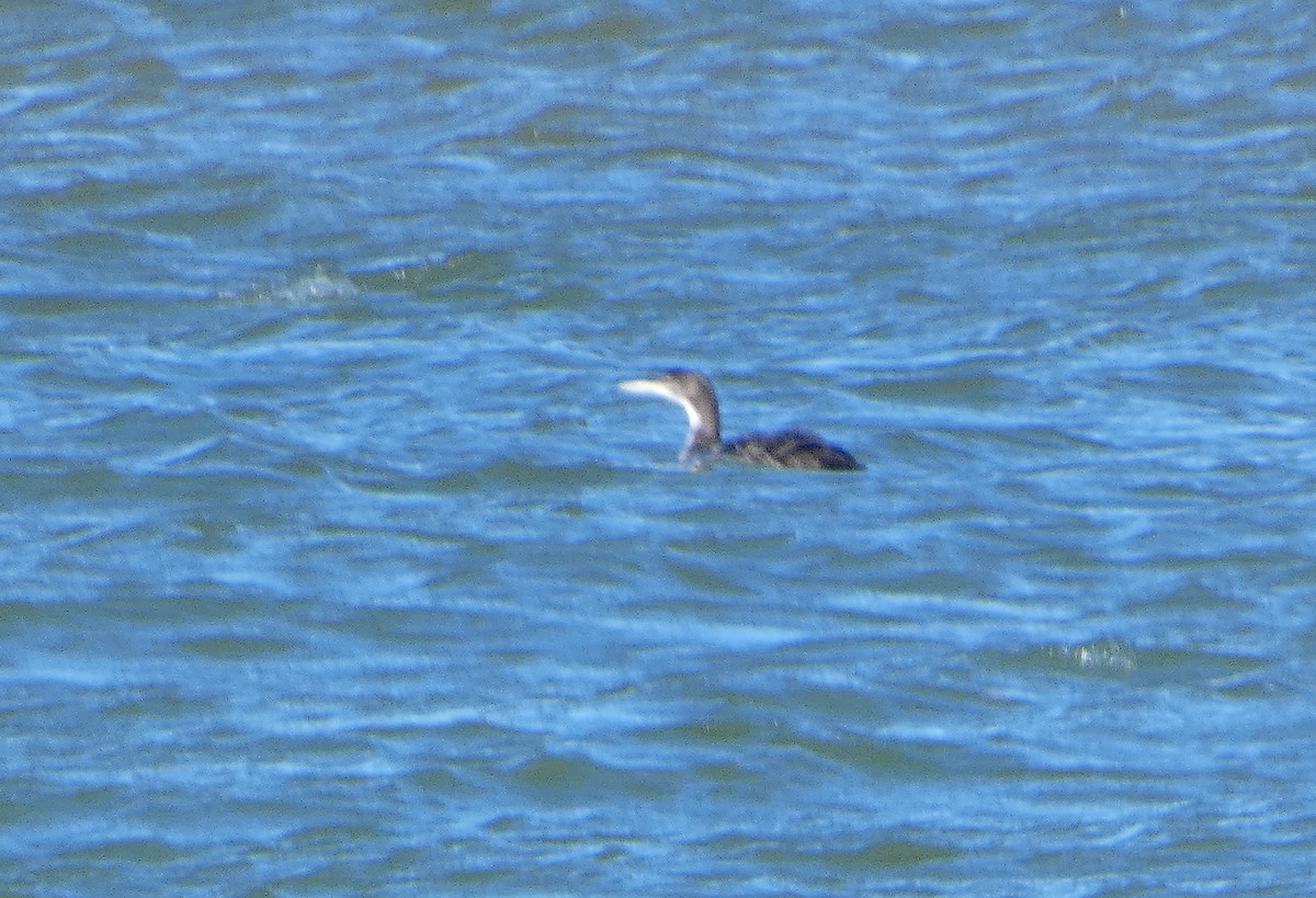 Common Loon - ML613368289