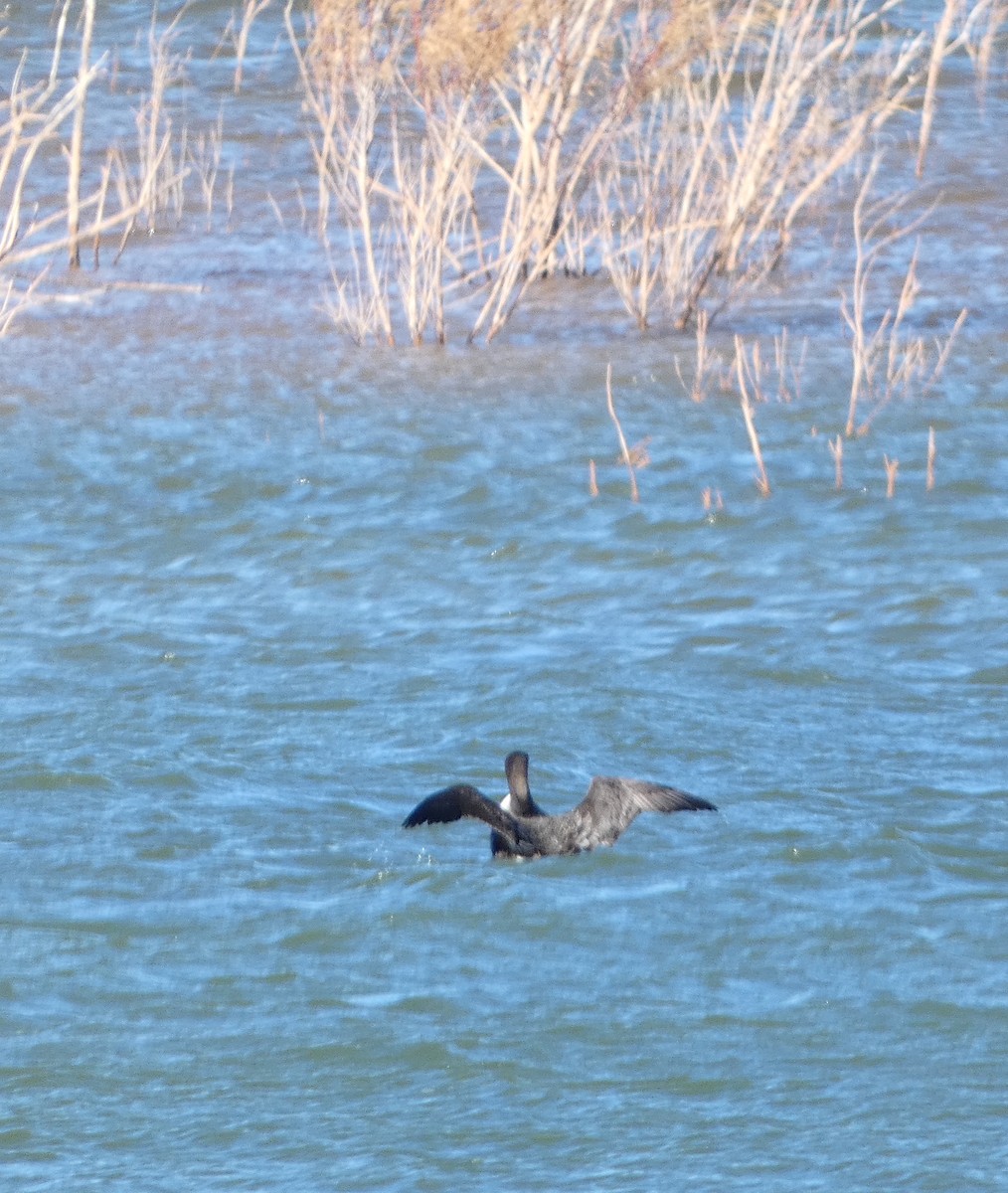 Common Loon - ML613368291