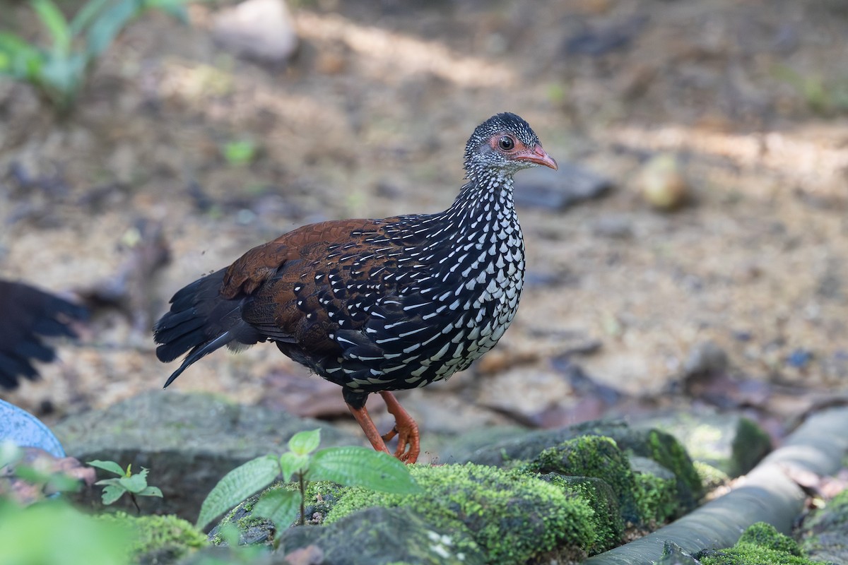 Sri Lanka Spurfowl - ML613368322