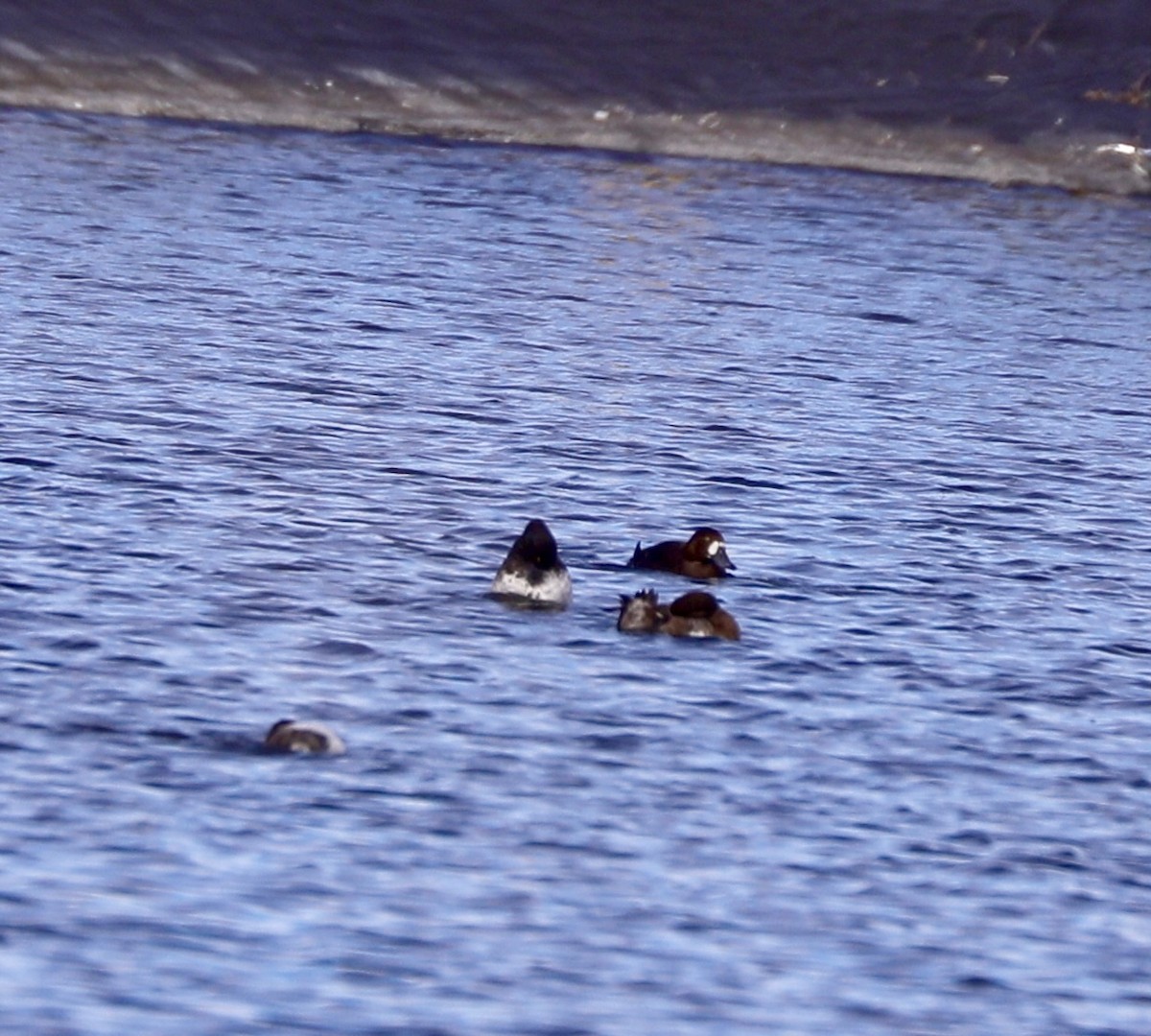 Greater Scaup - Sherman  Wing