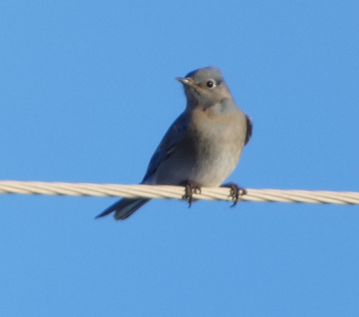 Mountain Bluebird - Lynn Wysocki-Smith