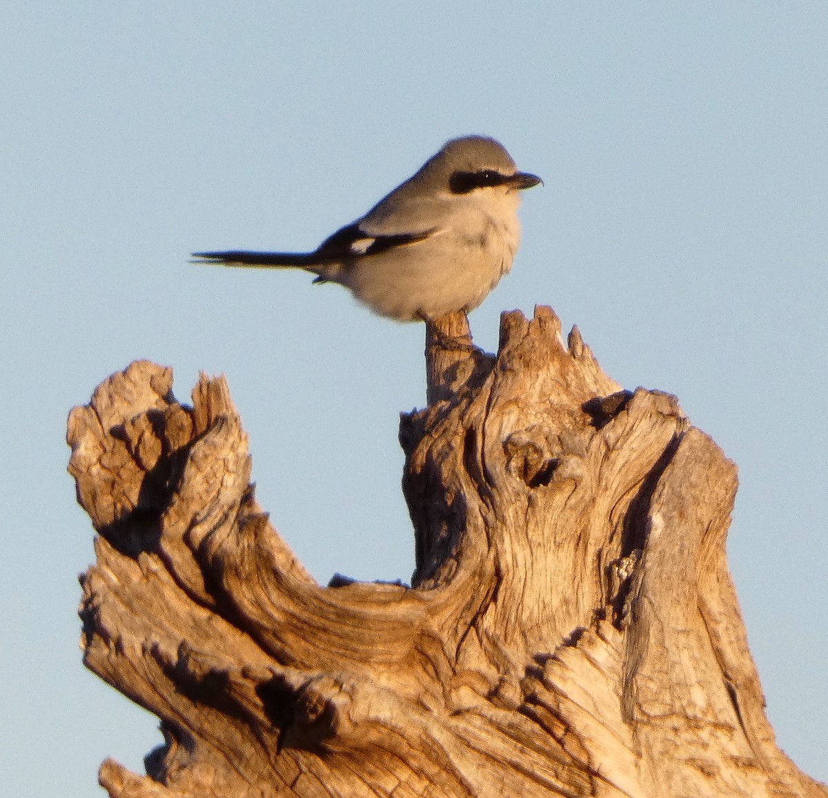 Loggerhead Shrike - Lynn Wysocki-Smith