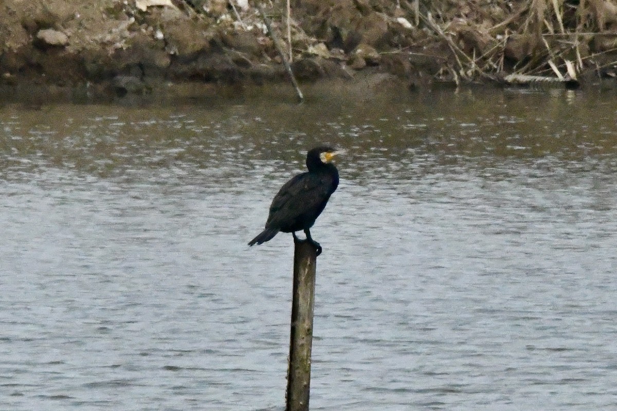 Great Cormorant (Eurasian) - Ichin Hong