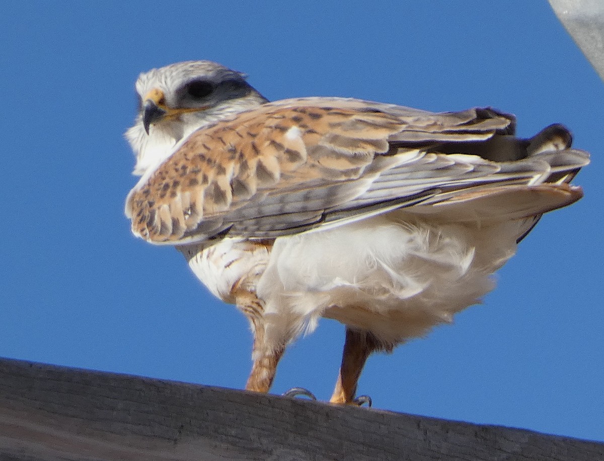 Ferruginous Hawk - Lynn Wysocki-Smith