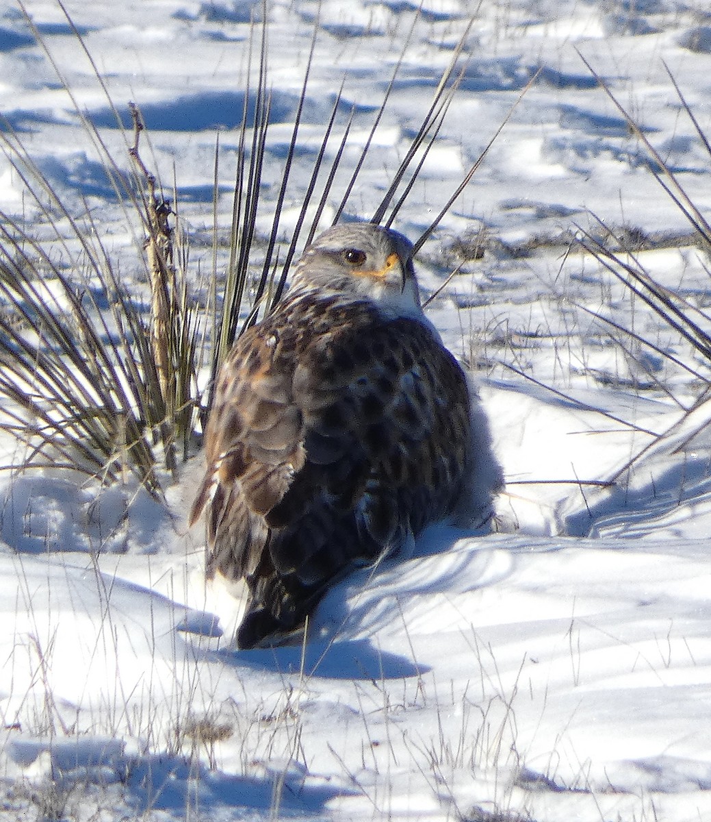 Ferruginous Hawk - Lynn Wysocki-Smith