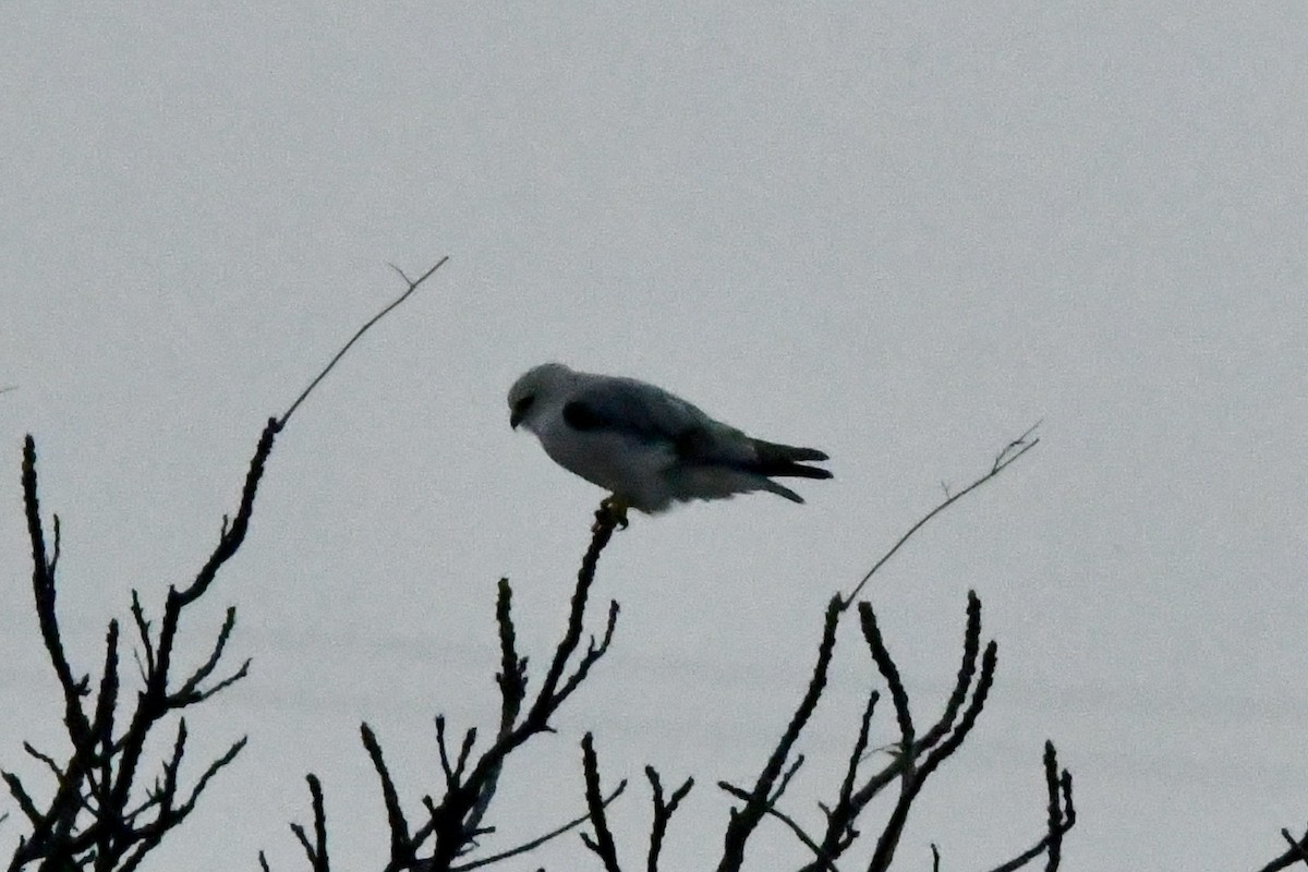 Black-winged Kite - Ichin Hong