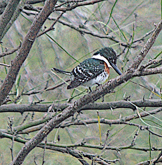 Green Kingfisher - Steve and Sue Whitmer