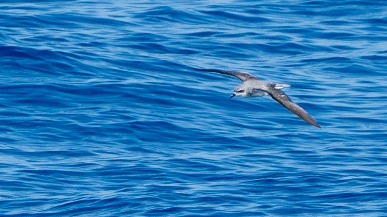 Cook's Petrel - Javier Cotin