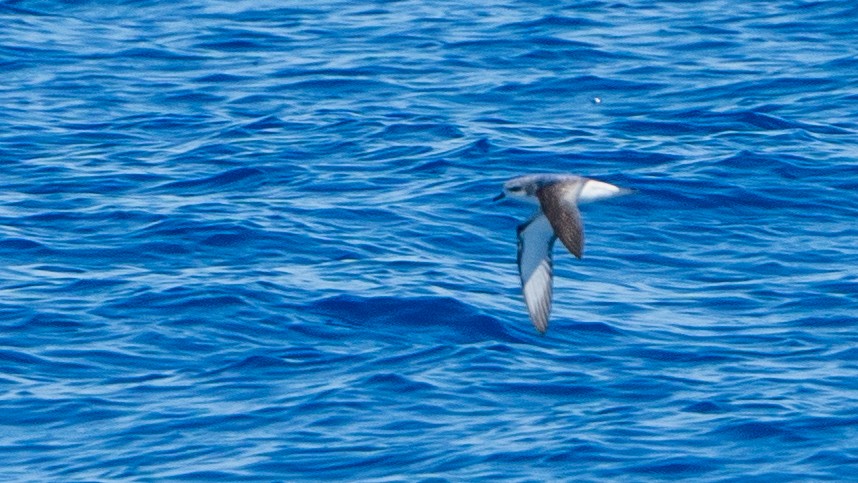 Cook's Petrel - ML613368701