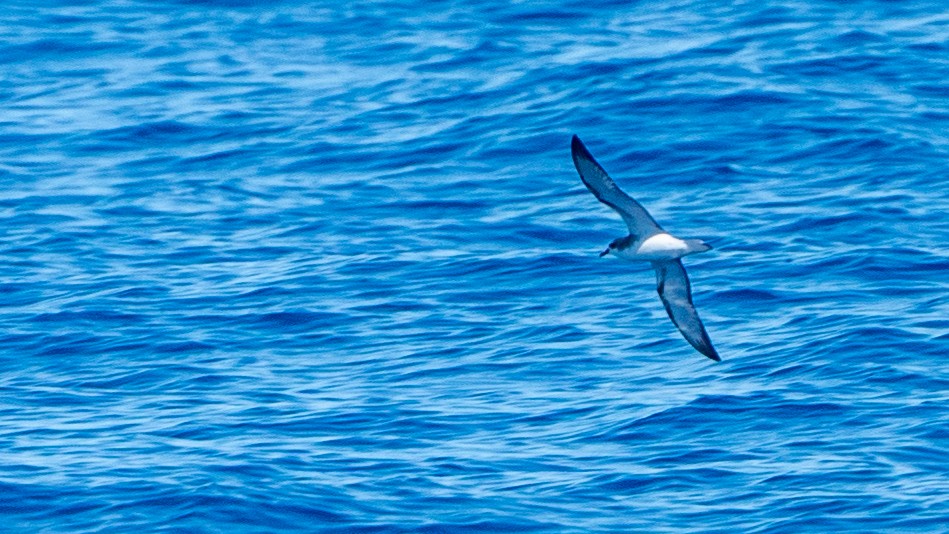 Cook's Petrel - ML613368705