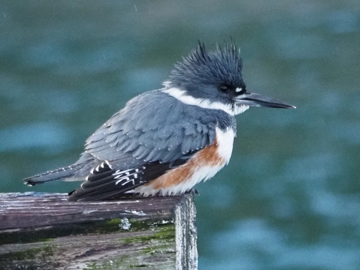 Belted Kingfisher - ML613368716