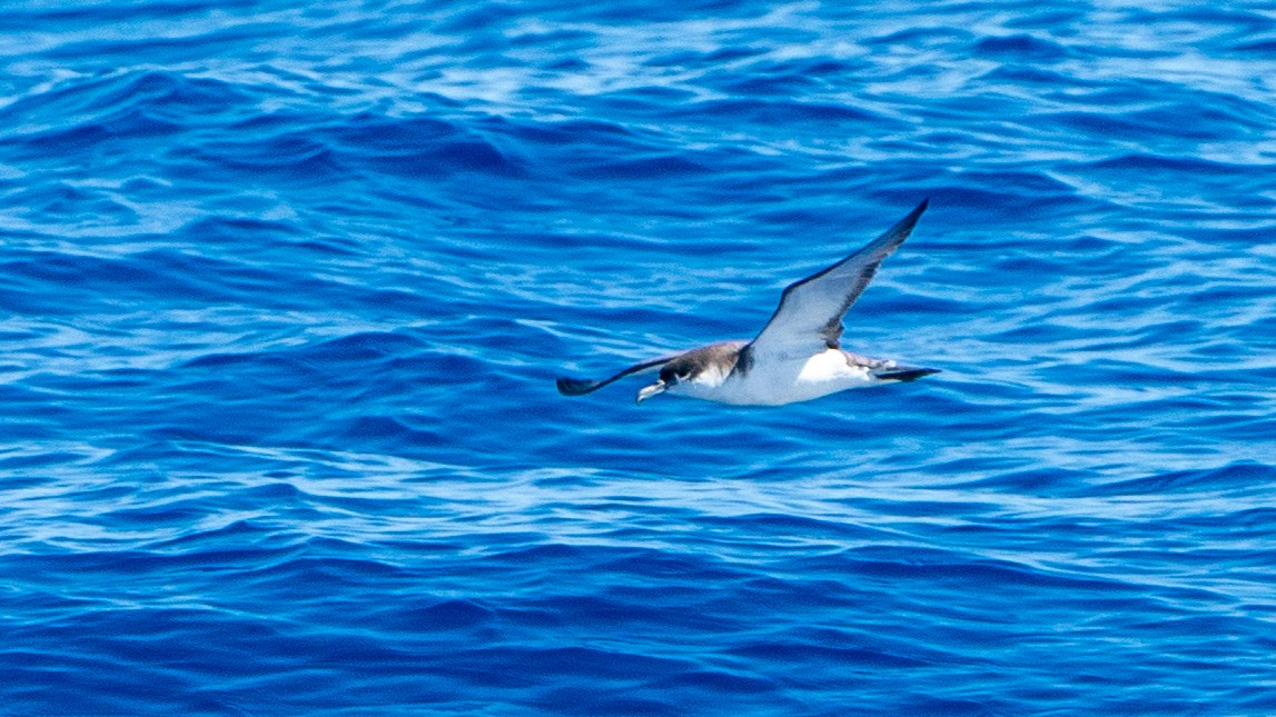 Buller's Shearwater - ML613368717