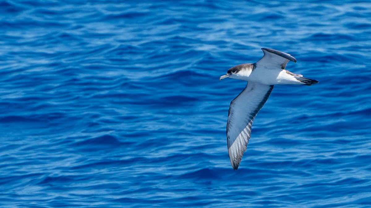 Buller's Shearwater - ML613368718