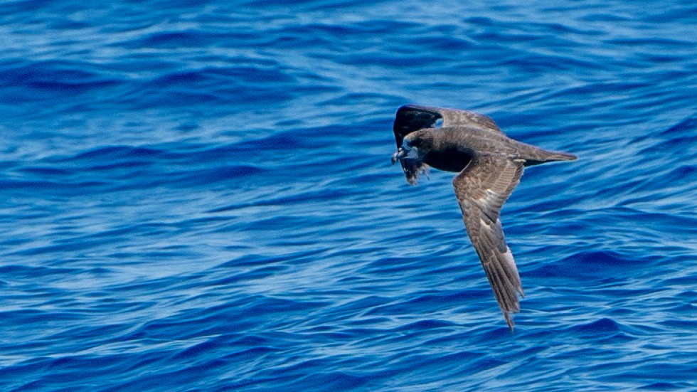 Gray-faced Petrel - ML613368745