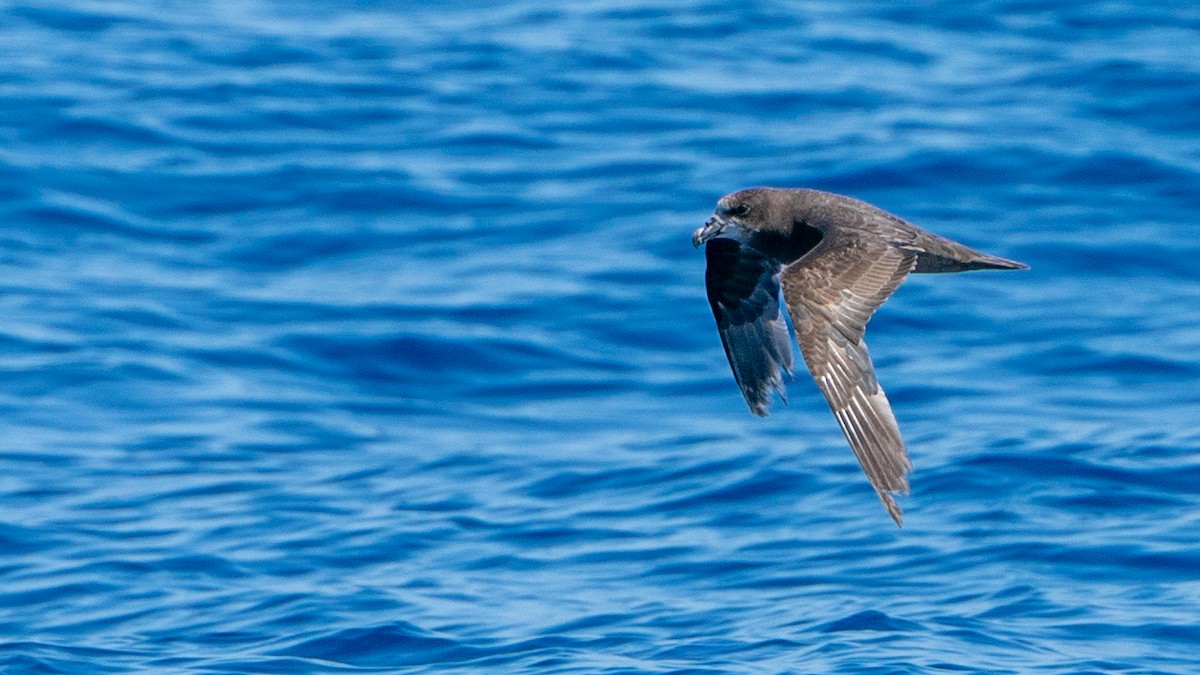 Gray-faced Petrel - ML613368746