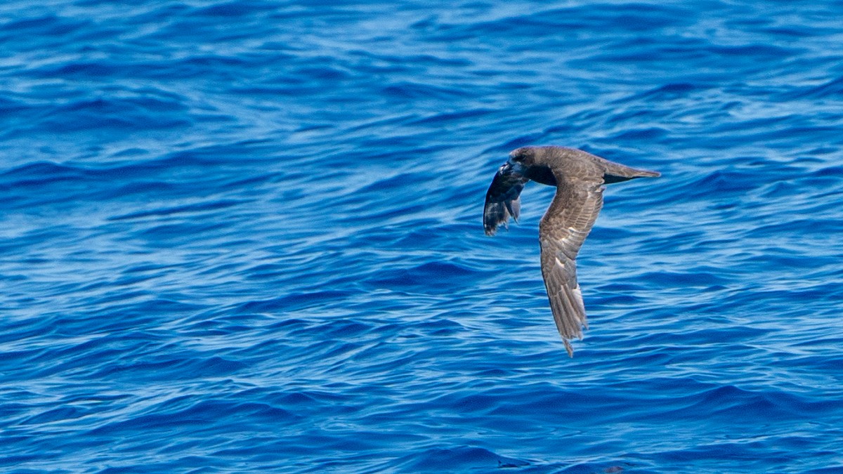 Gray-faced Petrel - ML613368747