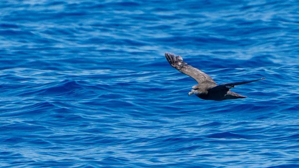 Gray-faced Petrel - ML613368748