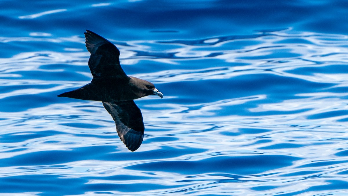 Parkinson's Petrel - ML613368765