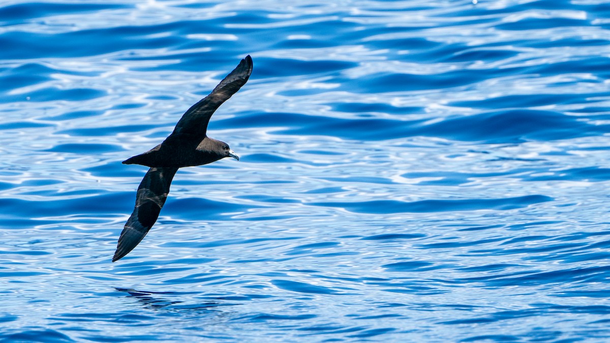 Parkinson's Petrel - ML613368766