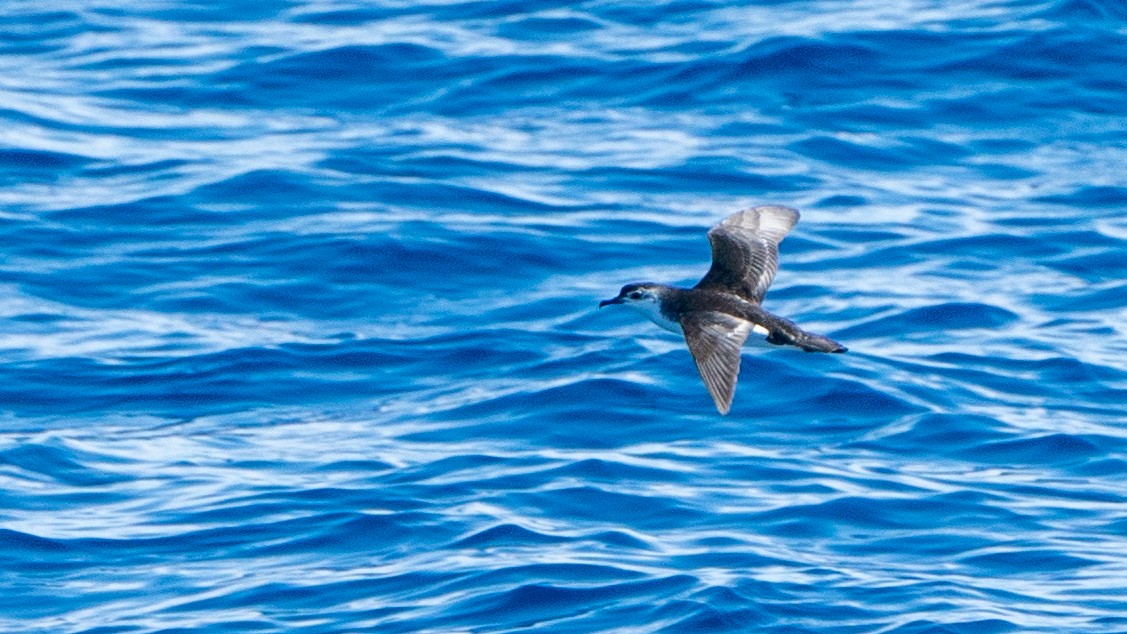 Little Shearwater - ML613368776