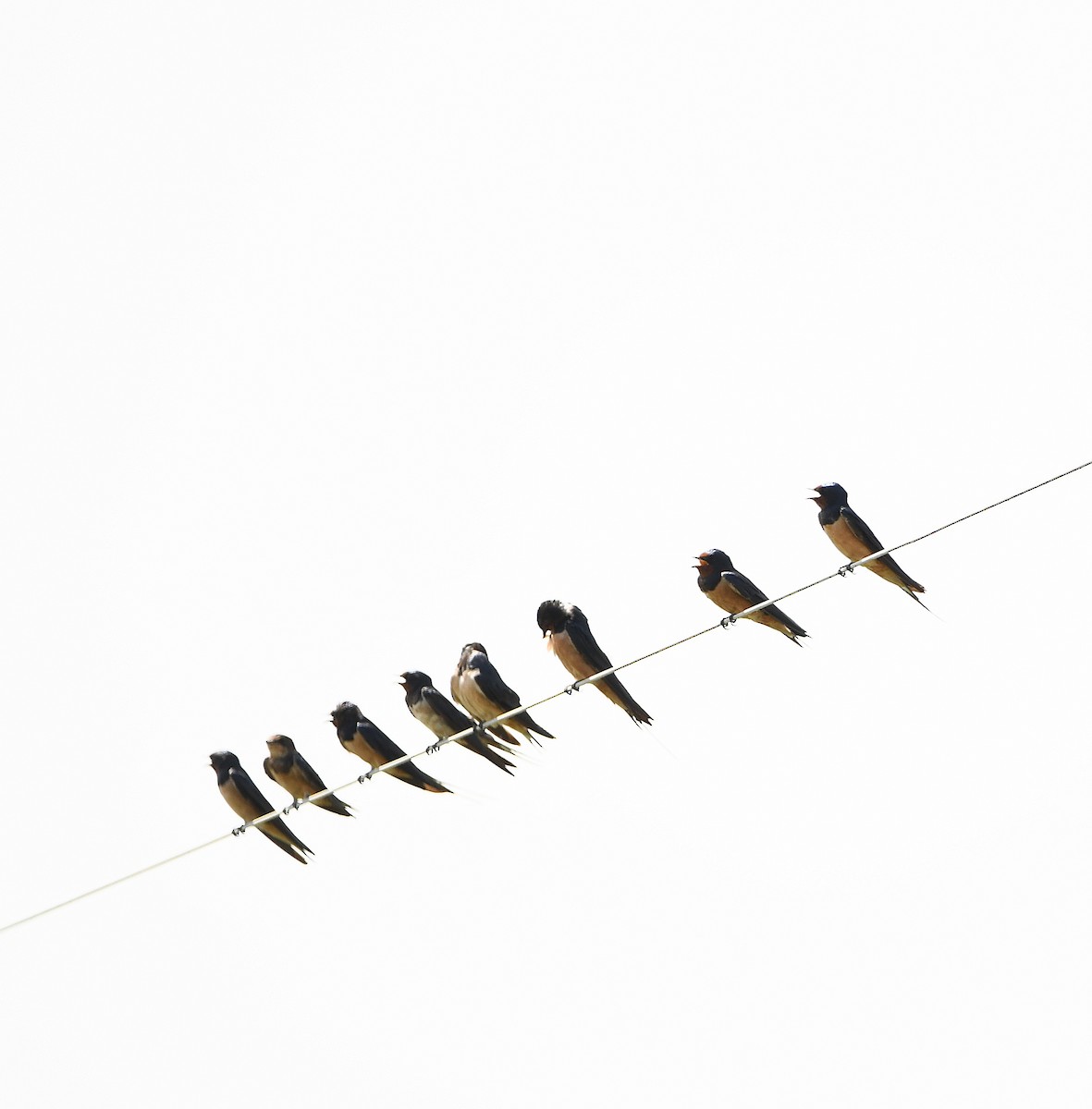 Barn Swallow - ML613368781