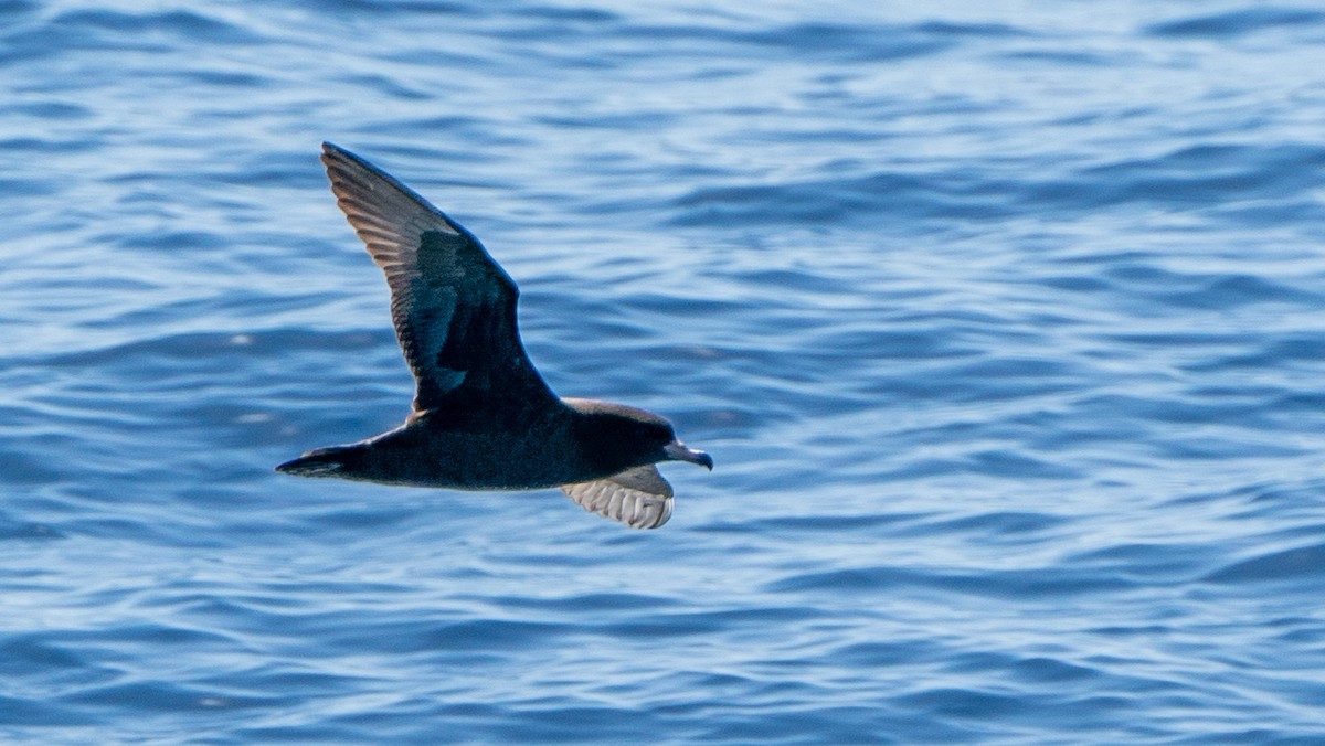 Puffin à pieds pâles - ML613368804