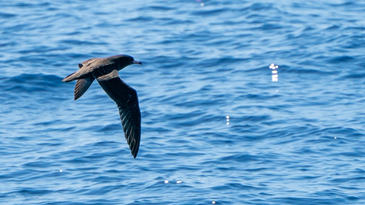 Puffin à pieds pâles - ML613368806