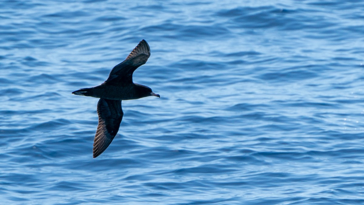 Puffin à pieds pâles - ML613368808